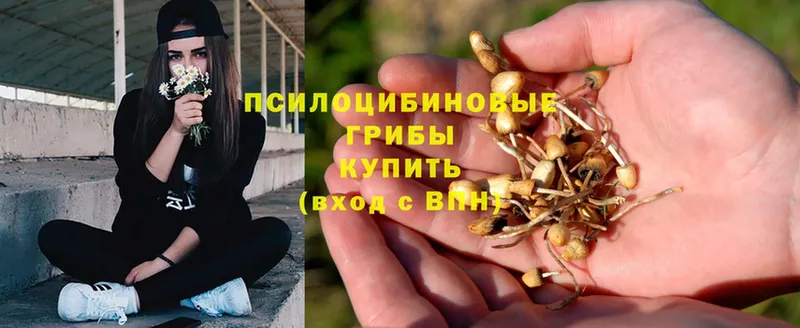 Псилоцибиновые грибы Magic Shrooms  где продают наркотики  Туапсе 